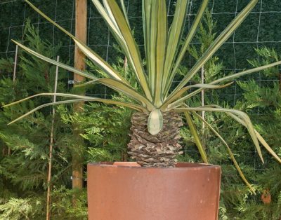 Villa S´Argamassa 8p